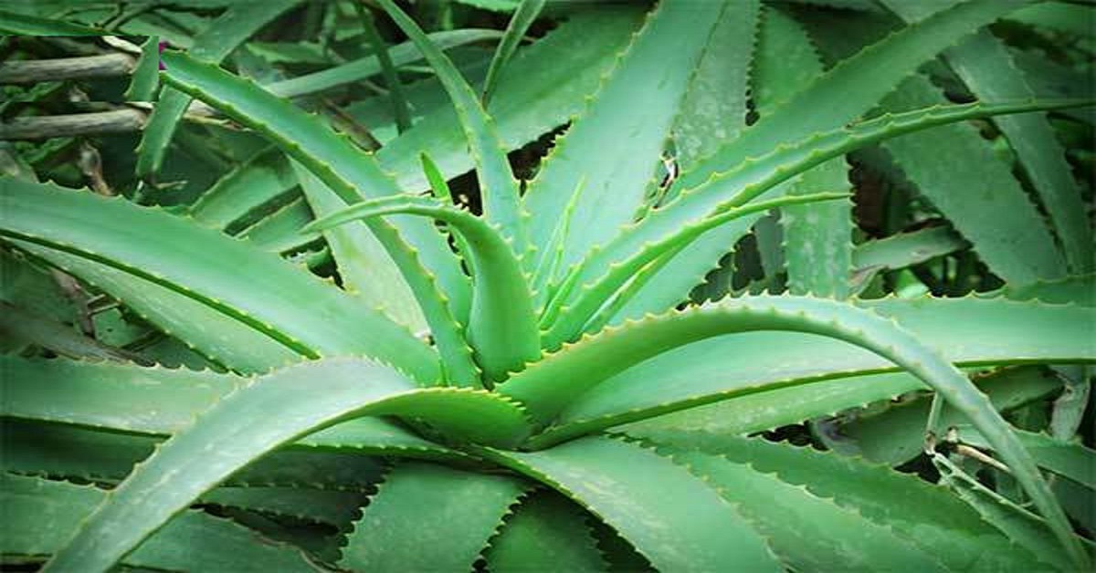 آلوئه ورا  (Aloe vera)