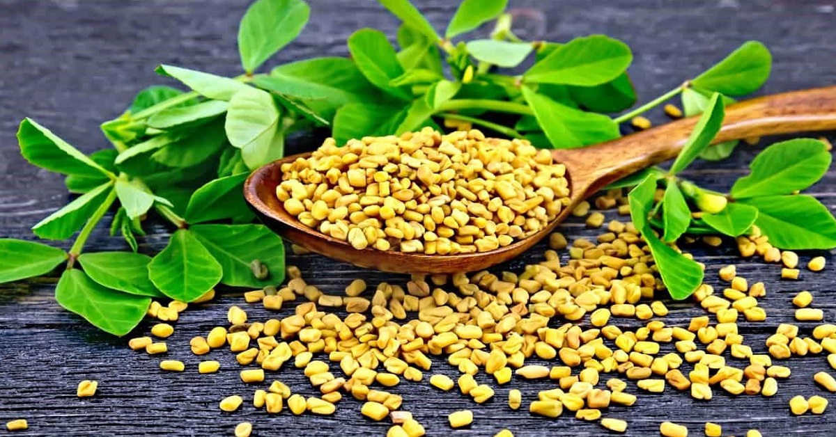 دانه شنبلیله (Fenugreek seeds)